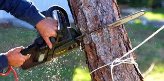 How Our Tree Care Process Works  in Warrensburg, MO